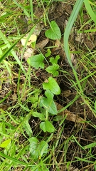 Hewittia malabarica