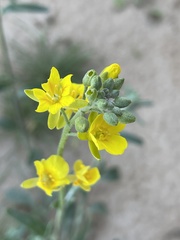 Physaria gordonii