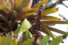 Vriesea