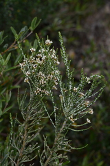 Ozothamnus cupressoides