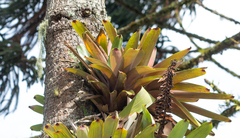 Vriesea