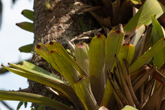 Vriesea