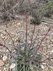 Penstemon