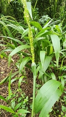 Setaria megaphylla