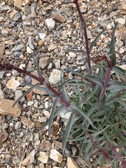 Penstemon