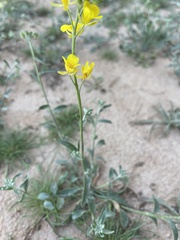 Physaria gordonii
