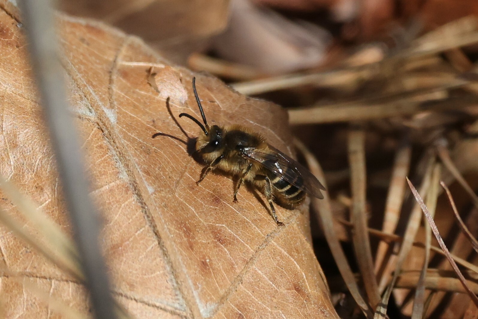 Haplotrinchus Inaequalis Colletes inaequalis Say, 1837