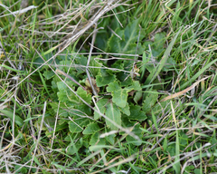 Sanicula arctopoides