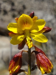 Erythrostemon angulatus