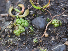 Sphaerocarpos texanus