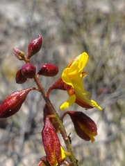 Erythrostemon angulatus