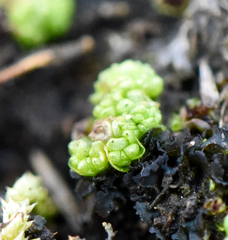 Sphaerocarpos texanus