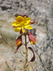 Erythrostemon angulatus