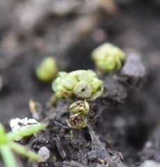 Sphaerocarpos texanus