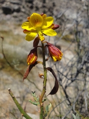 Erythrostemon angulatus