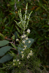 Ozothamnus cupressoides