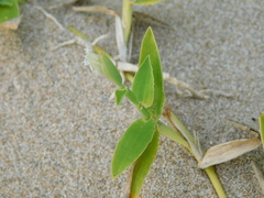 Thuarea involuta