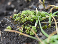 Sphaerocarpos texanus