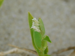 Thuarea involuta