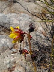 Erythrostemon angulatus