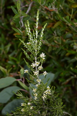 Ozothamnus cupressoides