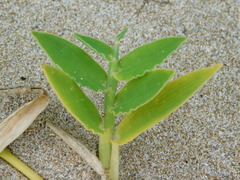 Thuarea involuta