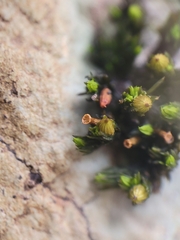 Orthotrichum anomalum