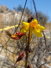 Erythrostemon angulatus