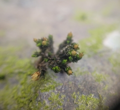 Orthotrichum anomalum