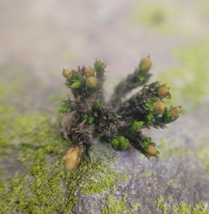 Orthotrichum anomalum