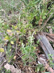 Rhagodia candolleana