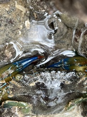 Thalamitinae