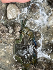 Thalamitinae