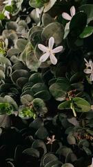 Carissa macrocarpa