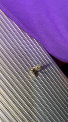 Digrammia continuata