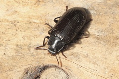 Tenebrionoidea