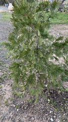 Calocedrus decurrens