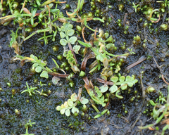 Limnanthes macounii