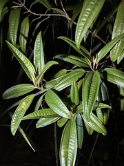 Miconia bicolor