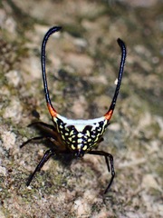 Gasteracantha sanguinea