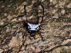 Gasteracantha sanguinea
