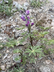 Lupinus arizonicus