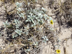 Helianthus niveus