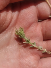 Balbisia peduncularis
