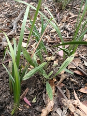 Cynoglossum australe