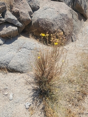 Balbisia peduncularis