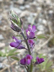 Lupinus arizonicus