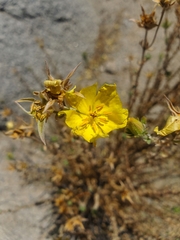 Balbisia peduncularis