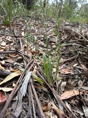Cynoglossum australe