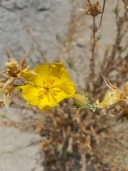 Balbisia peduncularis
